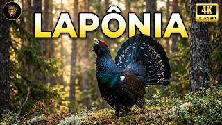 LAPÔNIA SELVAGEM | Os Animais Que Sobrevivem ao Frio Mais Extremo da Terra - Documentário