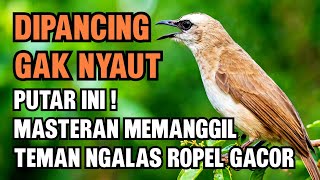 Download lagu Trucuk Memanggil Teman Gacor Ropel - Pancingan Trucukan Agar Nyaut & Bunyi Terus mp3