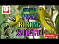 Suara Mangil Burung Cak Lilin Sirtu Sipoh Kunyit Kecil