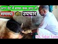 How To Treat A Baby If It Gets Stuck In The Stomach Pig Treatment Video Pig Farming Video N