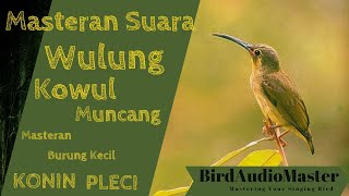 Download lagu Masteran Suara Burung Madu Kolibri Wulung Kowul Mu... mp3