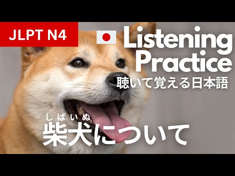 Japan’s Beloved Shiba Inu - Japanese Listening Practice (JLPT N4/N5)