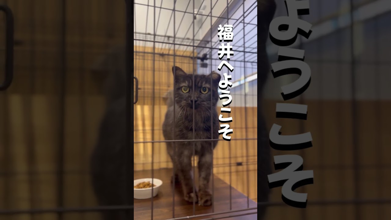 沖縄からやってきたあずきちゃん