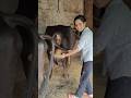 Collecting Buffalo Dung BuffaloLife VillageRoutine RuralLifestyle Short Trending ViralShort