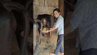 Download lagu Collecting Buffalo Dung #BuffaloLife, #VillageRoutine, #RuralLifestyle #Short #Trending #ViralShort mp3
