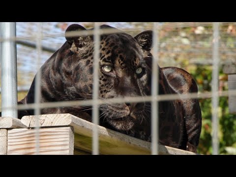 Louie makes his home at the Wildcat Sanctuary - YouTube