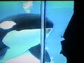 First Shamu Encounter Family VHS Tape 2003 SeaWorld San Diego Feat Takara Nakai Baby Kohana P2