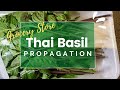 Easy Thai Basil Propagation from Grocery Store Thai Basil