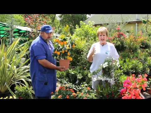 Mediterrán növények szakmai nap