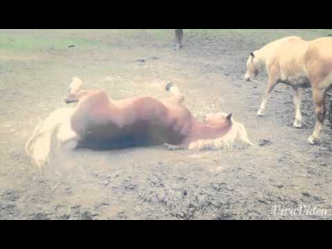 Haflinger - Wellnessprogramn