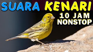 Download lagu Suara burung masteran kenari 10 Jam nonstop-suara kicau burung kenari mp3 Download lagu Suara burung masteran kenari 10 Jam nonstop-suara kicau burung kenari mp3