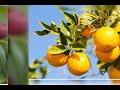 Pranamam Song With Nature