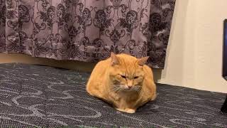 猫の茶々が病気っぽい、明日朝一に病院行きます