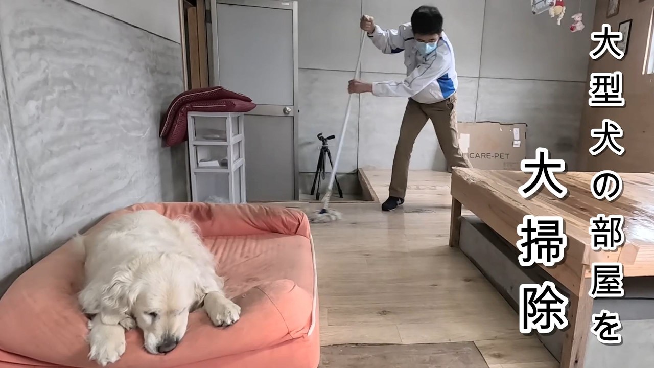 大型犬の大部屋を大型犬と大掃除して往生した・・・。　#メイちゃんねる