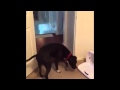 Собака, которая боится проходить через дверные проемы нашла способ! 