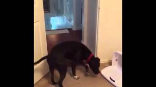 Смотреть онлайн Собака заходит в дверной проем задом наперед