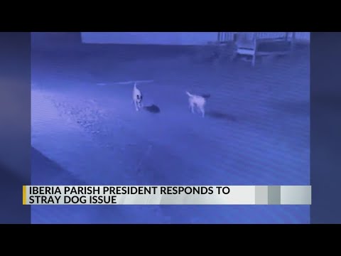 New Iberia's stray dog crisis calls for parish action