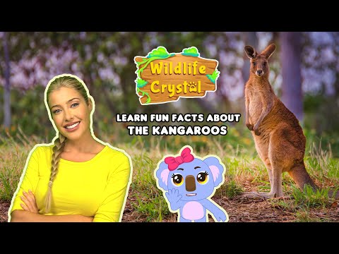 Kangaroo Facts
