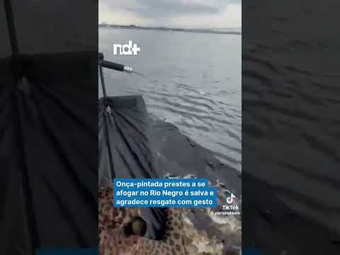 onça ia se afogar no rio negro. mais foi salva a tempo!