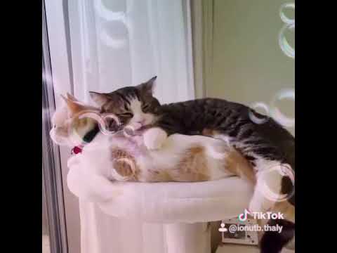 Vreau să fiu cu tine - ( 2019 )