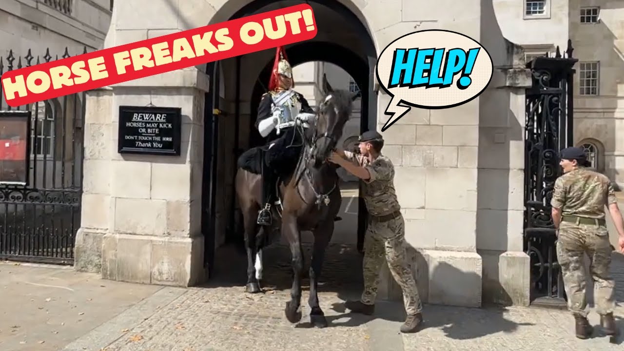 Royal Horse Out of Control, See What Happens Next!!!