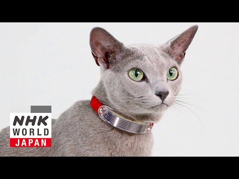 Disaster Preparedness for Companion Animals - BOSAI: Science that Can Save Your Life