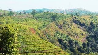 AVT Tea Plantation in Kuttikkanam 