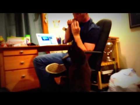 Cat meowing with the ocarina