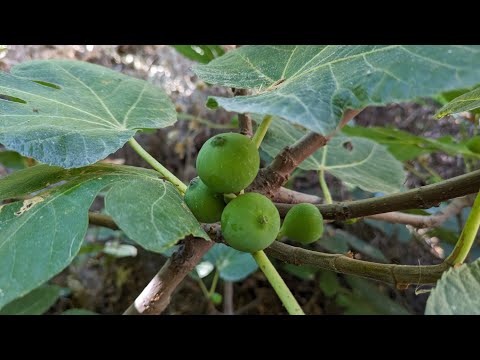 Wann muss der Feigenbaum rein?  - www.feigenhof.de