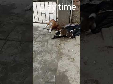 cute puppies 😍#ytshorts#dog #puppy #nabanita