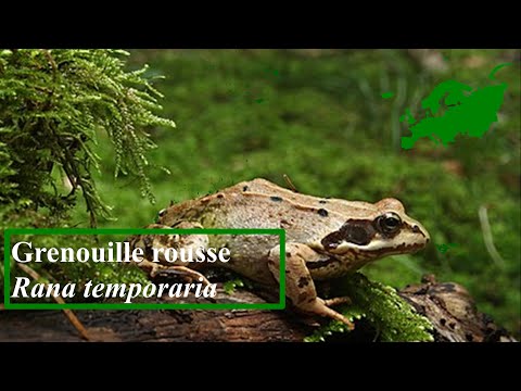 Grenouille rousse - Rana temporaria