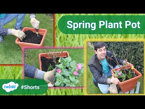 #Shorts How to Plant up Your Own Spring Flower Container