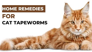 Top 10 Things You’ve Neverheard About Cat Tape | Home Remedies For Cat Tapeworms