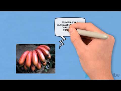 aneuploidía y euploidías