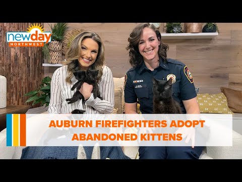 Auburn firefighters adopt abandoned kittens - New Day NW