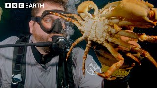 Breeding a Baby Crab Army | Changing Planet: Coral Special | BBC Earth Science