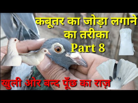 Kabutar ka joda lagane ka tarika .Part 8