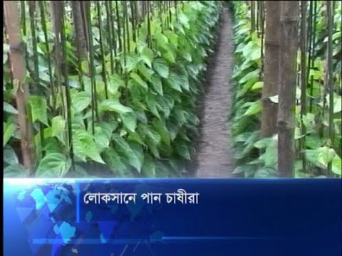 লোকসানে পান চাষীরা