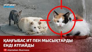 Қаңғыбас ит пен мысықтарды енді атпайды 