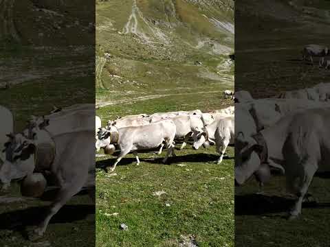 Transumanza Piemonte 2023