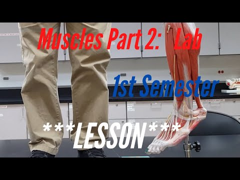 Muscles Part 2:  Lesson, 1st Semester:  Learning the Names and Functions of Skeletal Muscles Set 2