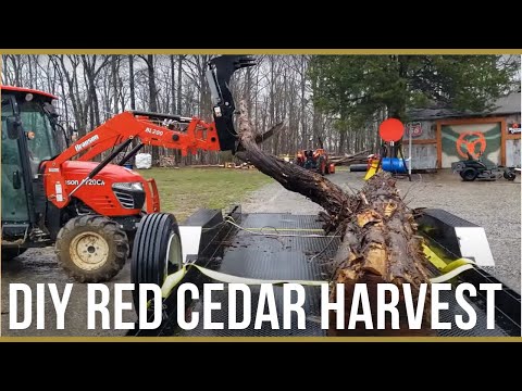 DIY Harvesting Eastern Red Cedar Bark and Logs