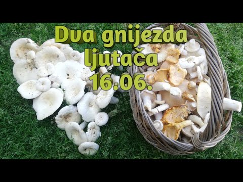 Dva velika gnijezda ljutača (lat. Lactarius piperatus) ili mliječnica 16.06.