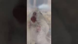 ここがおいしい