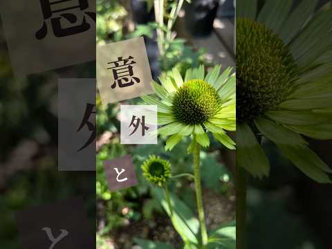 今年の最初の花がすでに美しさを見せています。彼らは何ですか？  庭園