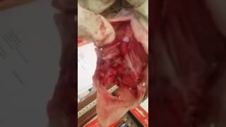 darahfuzziblog Sistem Peredaran Darah Pada Invertebrata darahfuzziblog Sistem Peredaran Darah Pada Invertebrata