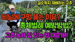 고추농사 잘 짓는 법!! 총체벌레 방제 방법과 비닐에 구멍 뚫는 이유 공개!! 영상 보시고 농사에 참고하세요…