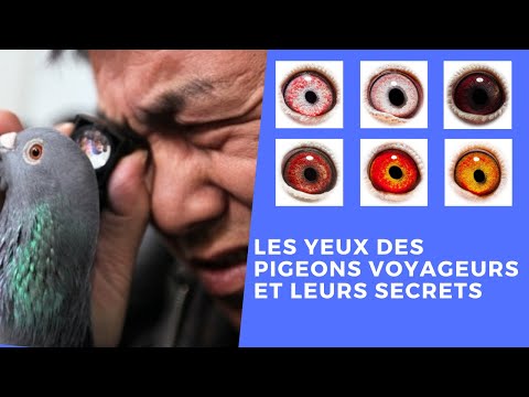 , title : 'Les yeux des pigeons voyageurs et leurs secrets'