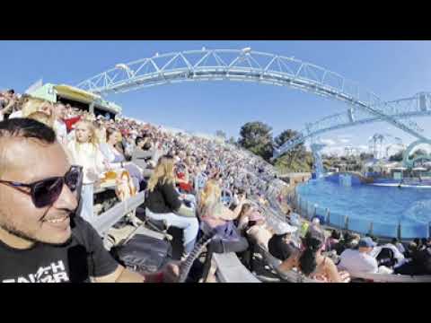 Show de Delfines en SeaWorld