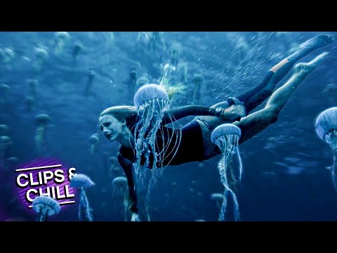 Diving Through Deadly Jellyfish | The Shallows | Clips & Chill